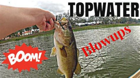 Topwater Bass Fishing Blowups On The Frog Youtube
