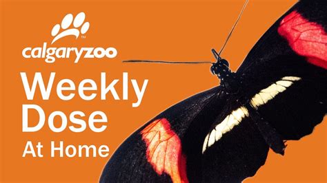 Your Weekly Dose At Home Insect Life Cycles Youtube