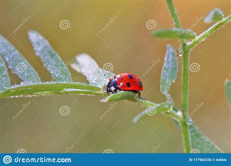 Ladybug Moves Cautiously Through The Leaves Of Grass Covered With Dew