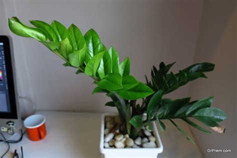 Enliven Your Workplace With 7 Best Indoor Plants For Your Office