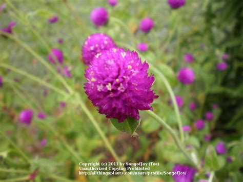 Photo Of The Bloom Of Globe Amaranth Gomphrena Globosa Little Purple