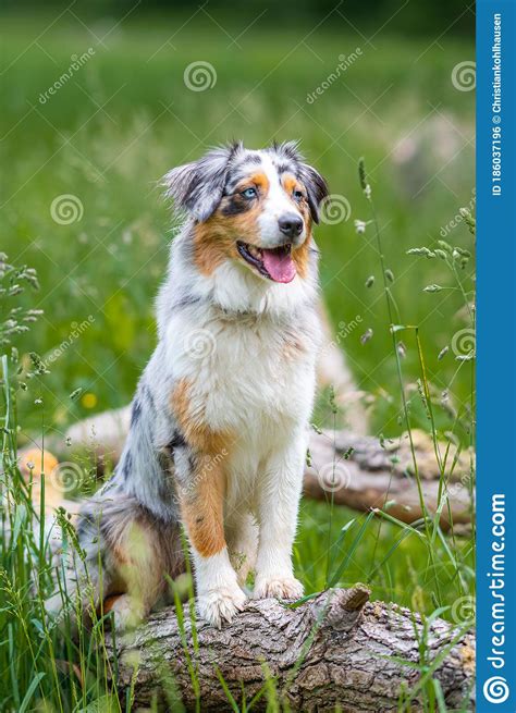 Dog Australian Shepherd Blue Merle Waiting On German Inner Border