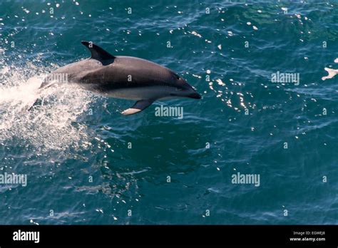 Peales Dolphin Lagenorhynchus Australis Leaping From Water Stock