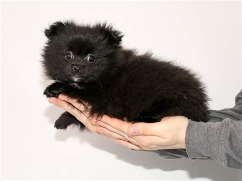 Pomeranian Dog Female Black 2942334 My Next Puppy