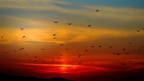 Flock Of Birds Flying Above The Mountain During Sunset19201080 Flying