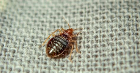 Avoiding Bed Bugs While Traveling A Guide To Identification