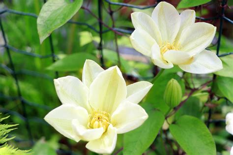 Allerdings weiß ich noch nicht, wann der beste zeitpunkt ist und wie ich sie zurückschneide? Clematis mehrjährig - Tipps zur Kultivierung
