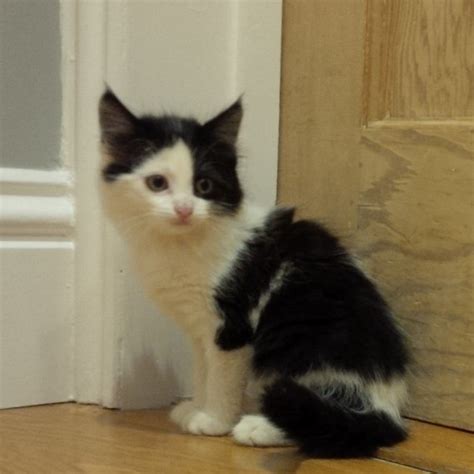 Cute Fluffy Black And White Kitten Winchester Hampshire