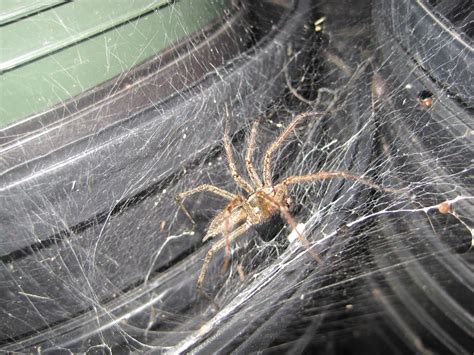 Brown Recluse Web Structure Thelowlco
