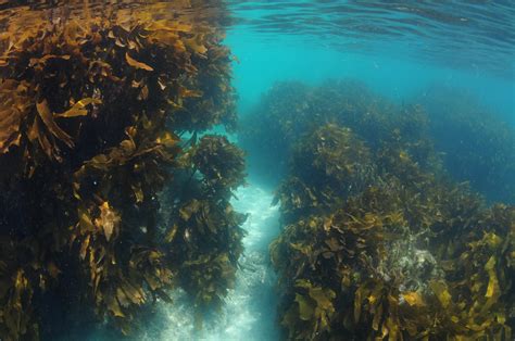 Marine Biome Kelp