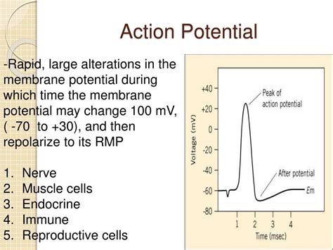 Ppt Action Potentials Powerpoint Presentation Free Download Id6147423