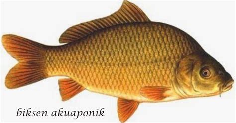 Biksen Akuaponik Cara Budidaya Ikan Mas Cyprinus Carpio L