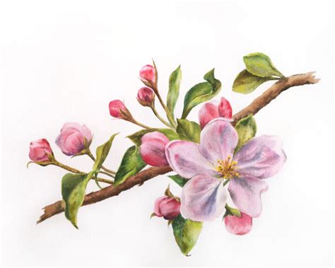 Cherry Blossom Watercolor Flower Painti Painting By Olya Grigorevykh