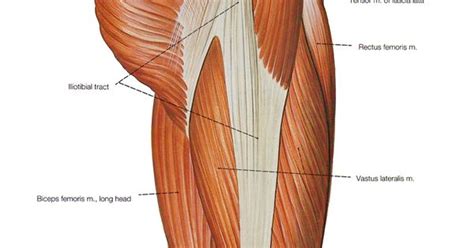 Rectus femoris, vastus lateralis, vastus medialis, and vastus intermedius. Pin by Paul Neale on Anatomy | Pinterest | Legs, Search ...