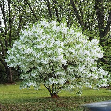 White Fringe Tree Care How To Care For Old Mans Beard Tree