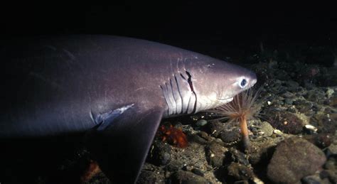 New Species Of Shark Discovered In Deep Sea Dsm Observer