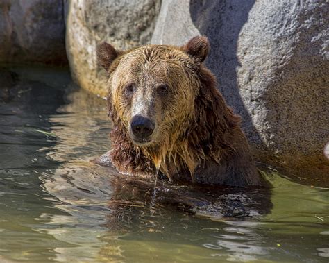 Grizzly Bear San Diego Zoo Photograph By Tn Fairey
