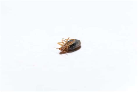 Dead Bed Bugs A Guide With Photos What To Do If You See One
