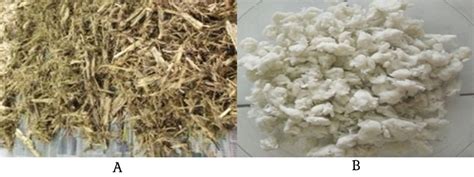 A The Pre Treated Sugarcane Bagasse B Alpha Cellulose Obtained By