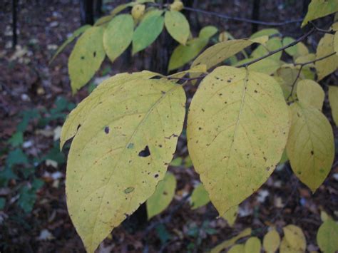 Persimmon trees are a mess but make the most kick a$$ cookies and bread! Using Georgia Native Plants: Native Fall Foliage - Yellow
