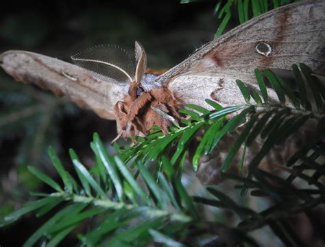 Polyphemus Moths And Their Life Cycles