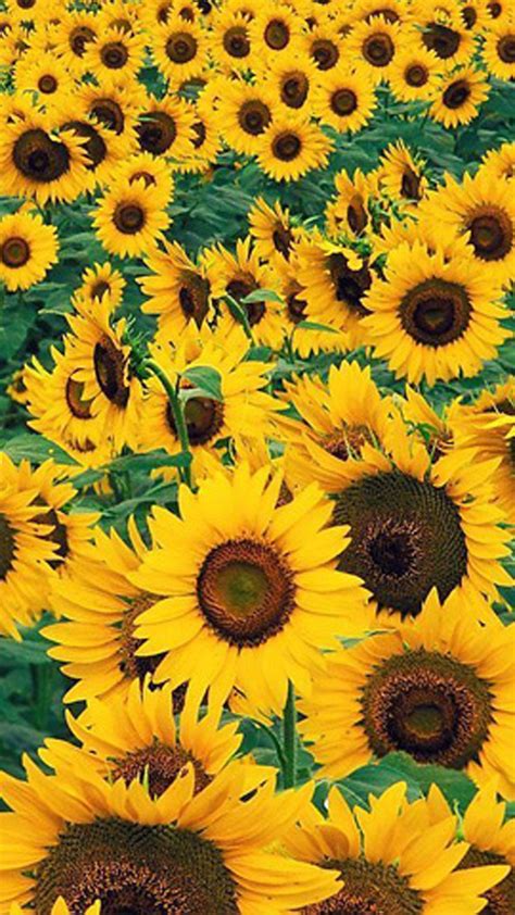 Sunflower Wallpapers Top Free Sunflower Backgrounds Wallpaperaccess