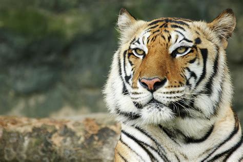 Bengal Tiger Face Close Up Photograph By Dangdumrong Pixels