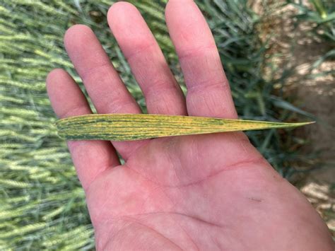 Wheat Streak Mosaic Virus in Eastern Washington | Wheat & Small Grains ...