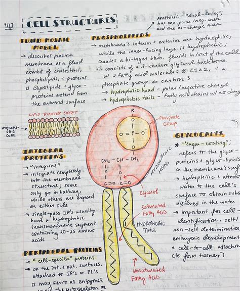 AP Biology Notes 70 Pages - Etsy