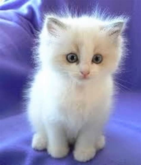 Adorable Fluffy White Kitten Blue Eyes Kittens Cutest Beautiful Cats