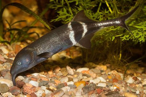 Elephant Nose Fish Info With Care Details And Pictures
