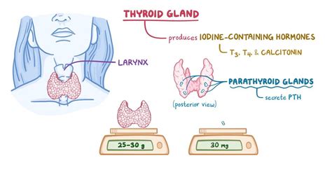 Anatomical Structure Thyroid Parathyroid Gland Infographics Image The