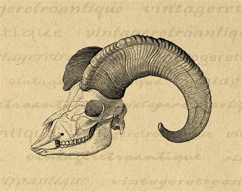 Sheep Skull With Horns Printable Graphic Download Ram Western Artwork
