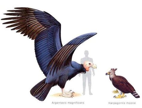 Eagle wetsuits size chart please refer to the chart below in order to determine the size of wetsuit that will fit you. The giant teratorn or Argentavis was one of the largest flying birds ever to exist. It had a ...