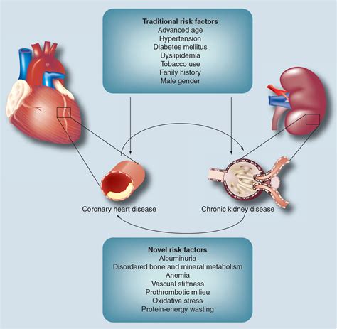 Chronic Renal Insufficiency Cardiovascular Disease And Mortality In