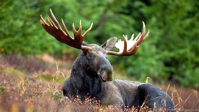 Moose Animals Wallpapers Desktop Background