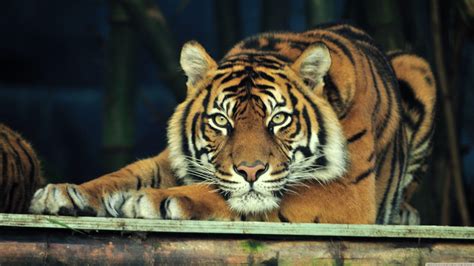 Sumatran Tiger Species 8k Tiger Uhd