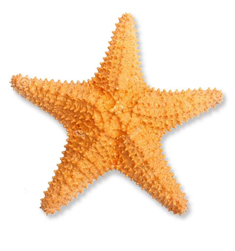 Free Starfish Clipart Transparent Background Download