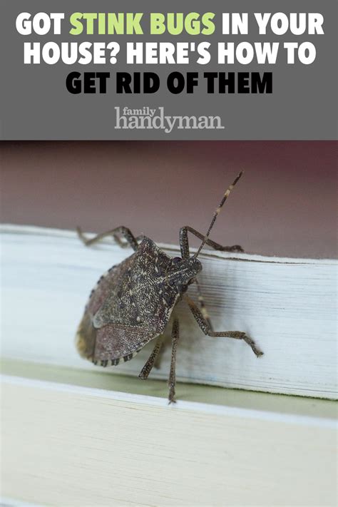 Got Stink Bugs In Your House Heres How To Get Rid Of Them Stink Bug