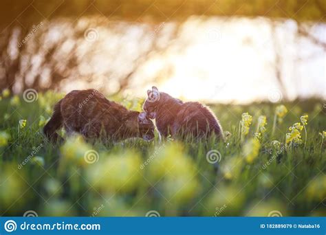 Two Cute Lovers Cats Walk On A Summer Blooming Meadow In The Light Of
