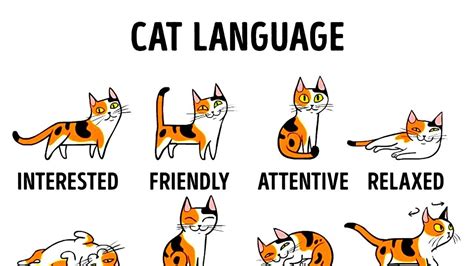 An Adorably Animated Comprehensive Guide To Understanding What A Cat Is Trying To Communicate