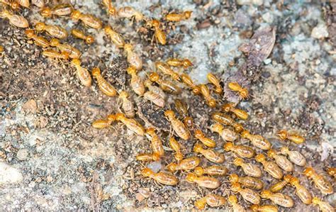 how to identify a termite infestation