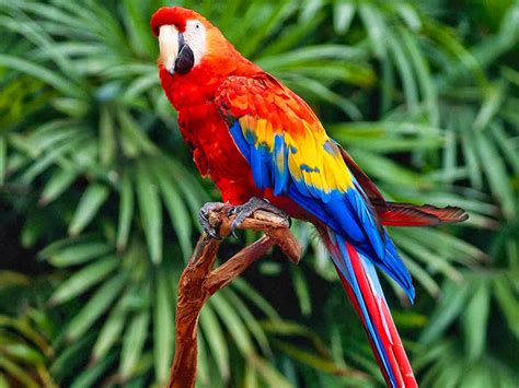 11 Interesting Facts About Parrots ~ Abeyek