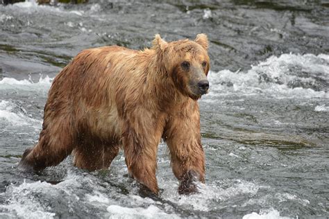 Small Grizzly Bear In A Fast Moving River Photograph By Patricia Twardzik