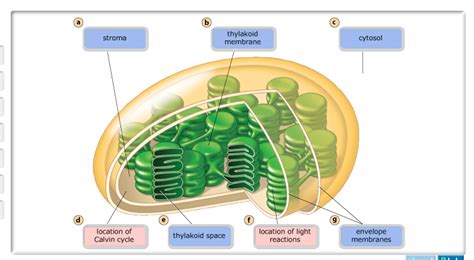 Chloroplast is an organelle covered by double membrane. Photosynthesis -Ch.10 - Biology 101 with Kelly at Loyola ...