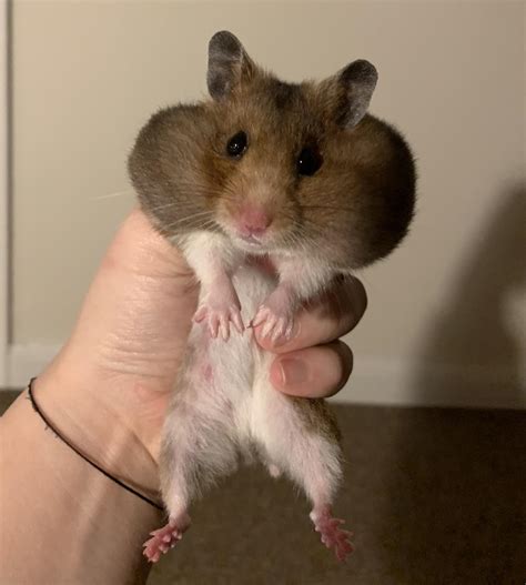 I Think My Hamster Jez Has Done Her Food Shop For The Year Them Cheeks