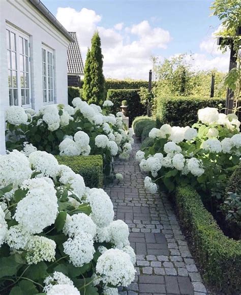 In Love With This Flowers Hydrangea Garden Front Yard Landscaping