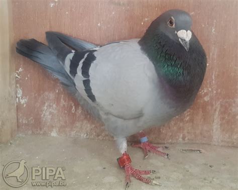 Tracez un cercle de 10 km rayon autour d'un emplacement dans google maps pour indiquer une distance à partir de ce point dans toutes les directions. Wendela Wiersema (Appingedam, NL) troeft op Quiévrain de ...
