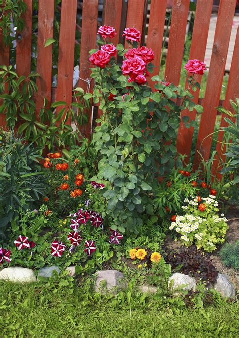 Growing your own vegetables is an incredibly rewarding experience that also pays you back with fresh food! Underplanting Rose Companions - Suggestions For Plants ...