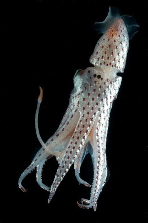 178 Best Images About Squidoctopuscuttlefish On Pinterest Ocean